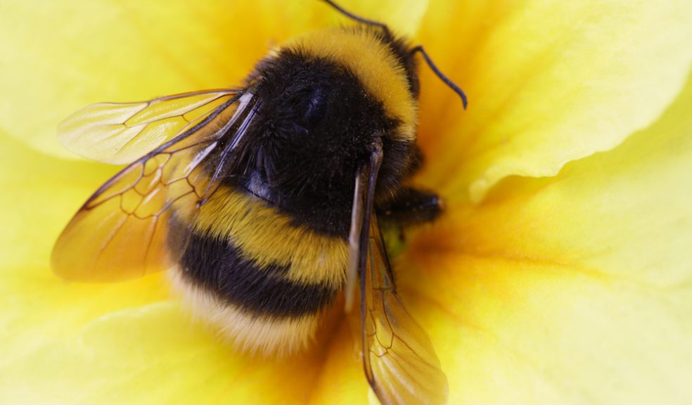 Bumble Bee Walk | The Exeter Daily